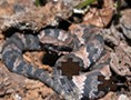 Snake Puzzle
